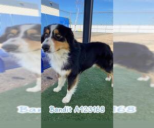 Australian Shepherd Dogs for adoption in HESPERIA, CA, USA