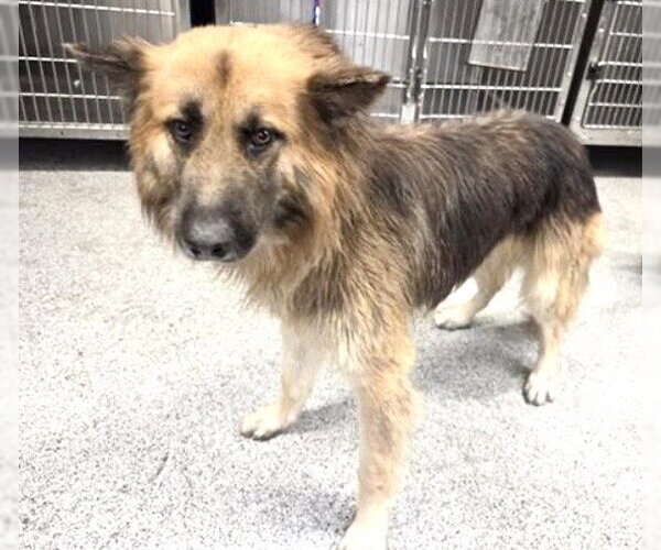 Medium Photo #1 German Shepherd Dog-Unknown Mix Puppy For Sale in Houston, TX, USA