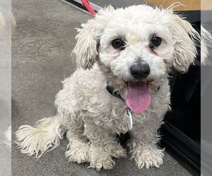 Maltipoo (Miniature) Dogs for adoption in Forestville, MD, USA