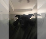 Small #9 German Shepherd Dog-Staffordshire Bull Terrier Mix