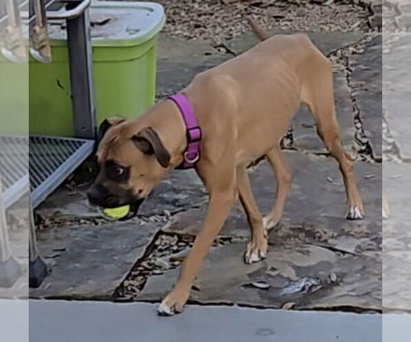 Medium Photo #2 Boxer Puppy For Sale in Austin, TX, USA
