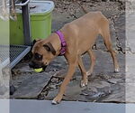 Small #1 Boxer