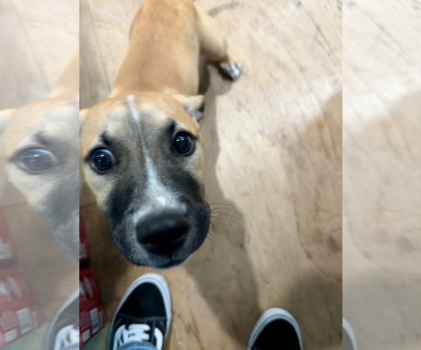 Medium Photo #13 Mutt Puppy For Sale in Derwood, MD, USA