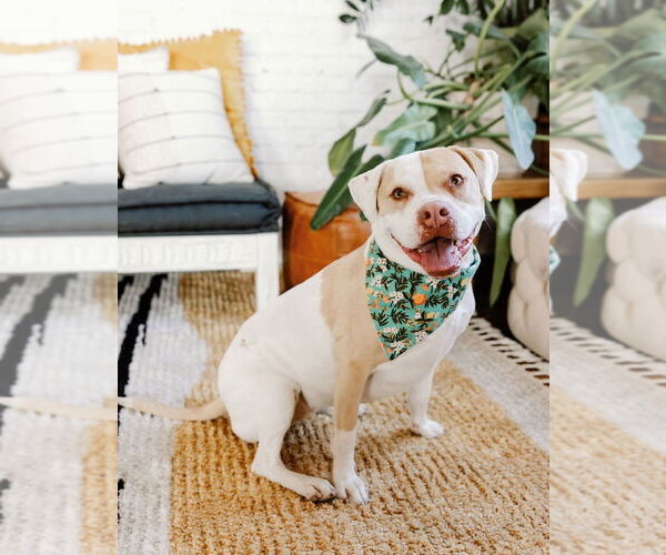 Medium Photo #34 Mutt Puppy For Sale in Philadelphia, PA, USA