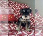 Small #4 Schnauzer (Miniature)