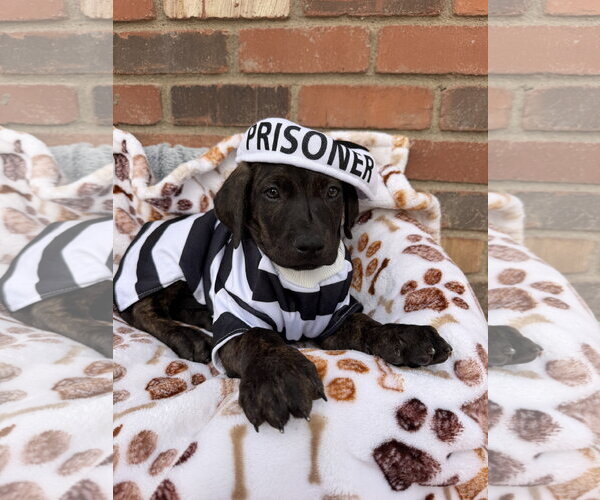 Medium Photo #3 Mutt Puppy For Sale in Goodyear, AZ, USA