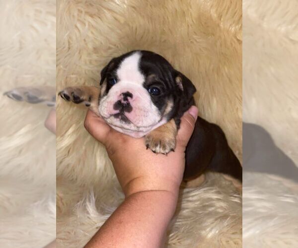 Medium Photo #3 English Bulldog Puppy For Sale in CLARKRANGE, TN, USA