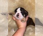 Small Photo #3 English Bulldog Puppy For Sale in CLARKRANGE, TN, USA