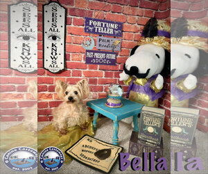 Bella - Female Mutt Dog for Adoption - Photo #2