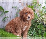 Small #18 Maltipoo