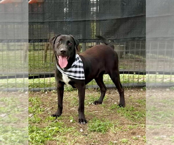 Medium Photo #2 Mutt Puppy For Sale in Abbeville, LA, USA