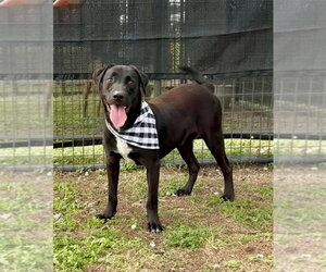 Nate - Male Mutt Dog for Adoption - Photo #2