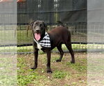 Small Photo #2 Mutt Puppy For Sale in Abbeville, LA, USA