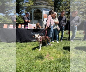 Quinn - Female American Pit Bull Terrier-Unknown Mix Dog for Adoption - Photo #3