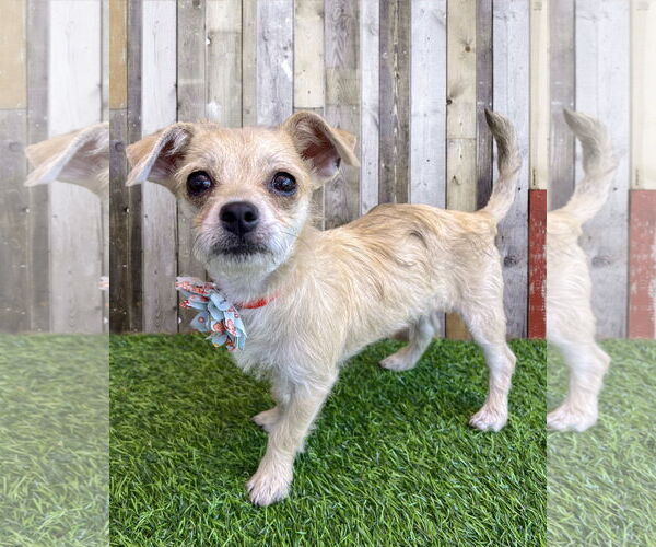 Medium Photo #1 Chihuahua-Unknown Mix Puppy For Sale in Corona, CA, USA