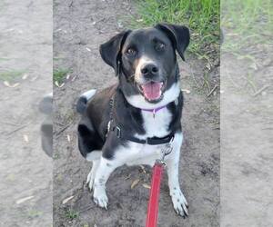 Border-Aussie Dogs for adoption in Williamsburg, IA, USA