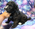 Small Photo #4 Bernedoodle Puppy For Sale in JOICE, IA, USA