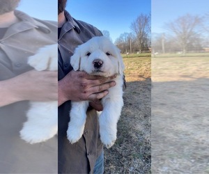 Great Pyrenees Puppy for sale in BEAVER DAM, KY, USA