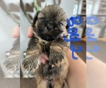 Small Photo #15 Shih Tzu Puppy For Sale in ORLANDO, FL, USA