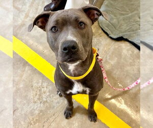 American Pit Bull Terrier-Unknown Mix Dogs for adoption in Alexander, AR, USA