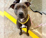 Small American Pit Bull Terrier Mix