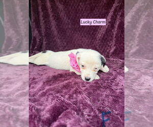 Mutt Dogs for adoption in Brewster, NY, USA