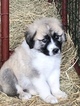 Small Photo #7 Anatolian Shepherd-Great Pyrenees Mix Puppy For Sale in ROBSTOWN, TX, USA