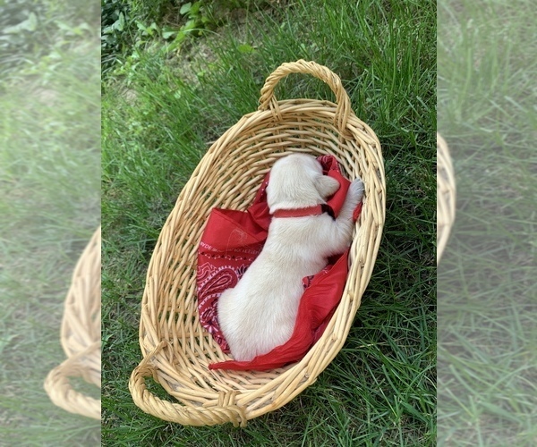 Medium Photo #6 Golden Retriever Puppy For Sale in BEAVERCREEK TOWNSHIP, OH, USA