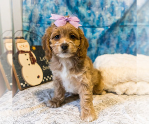 Medium Cockapoo