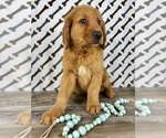 Small #4 Golden Retriever