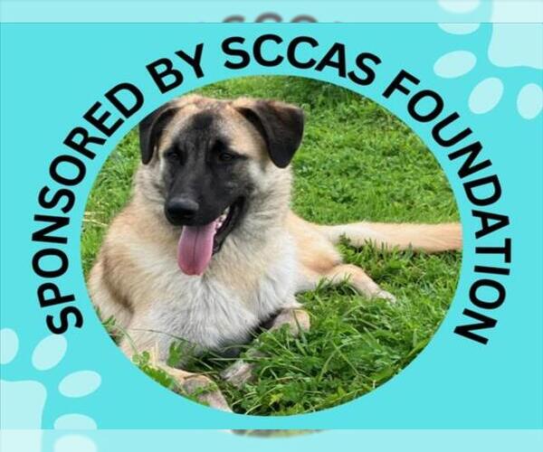 Medium Photo #3 Anatolian Shepherd-Unknown Mix Puppy For Sale in Santa Cruz, CA, USA