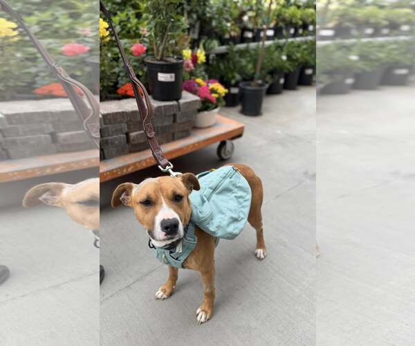Medium Photo #5 Boxer-Unknown Mix Puppy For Sale in Turlock, CA, USA