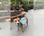 Small #4 Boxer Mix