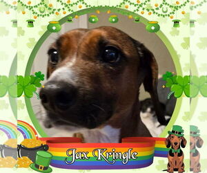 Dachshund-Unknown Mix Dogs for adoption in San Antonio, TX, USA