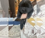 Small Photo #8 Chow Chow Puppy For Sale in MCHENRY, IL, USA