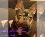 Small Photo #1 French Bulldog Puppy For Sale in Pilis, Pest, Hungary