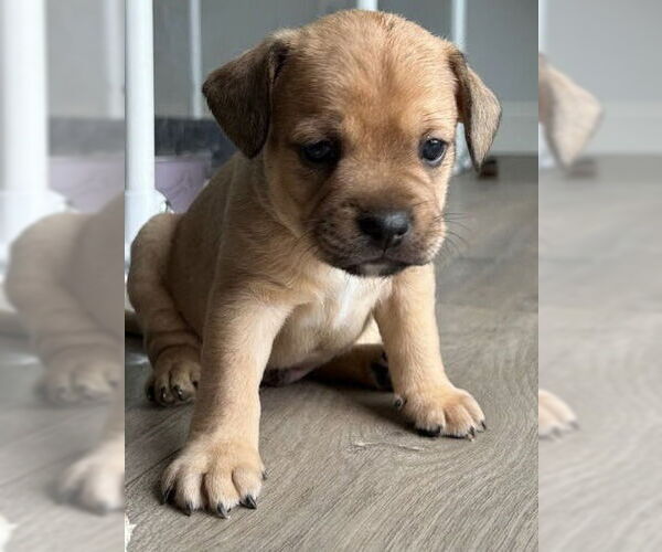 Medium Photo #2 French Bulldog-Unknown Mix Puppy For Sale in Lake Forest, CA, USA