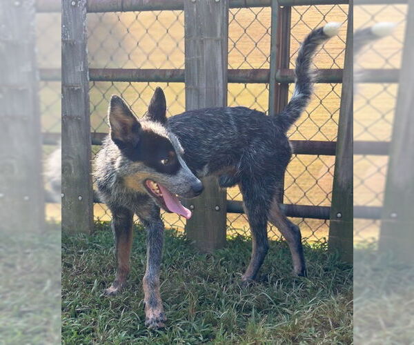 Medium Photo #5 Mutt Puppy For Sale in Newfoundland, PA, USA