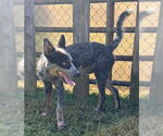 Small #4 Mutt