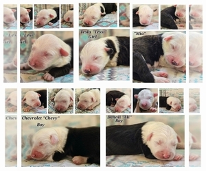 Old English Sheepdog Puppy for sale in TIMMONSVILLE, SC, USA