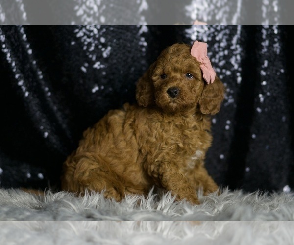 Medium Photo #6 Goldendoodle (Miniature) Puppy For Sale in WARSAW, IN, USA
