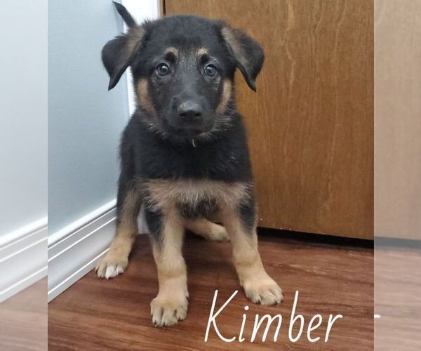 Medium Photo #1 German Shepherd Dog Puppy For Sale in CROWN CITY, OH, USA