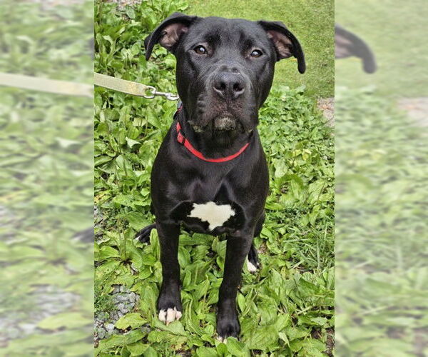 Medium Photo #3 Labrador Retriever-Unknown Mix Puppy For Sale in Cary, NC, USA