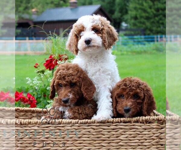 Medium Photo #3 Goldendoodle (Miniature) Puppy For Sale in LITITZ, PA, USA