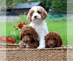 Small #2 Goldendoodle (Miniature)