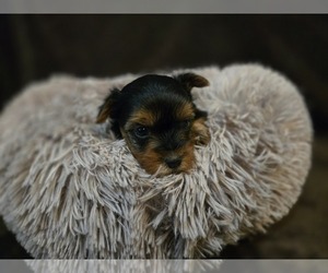Yorkshire Terrier Puppy for sale in CARLYLE, IL, USA