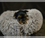 Image preview for Ad Listing. Nickname: Twinkle