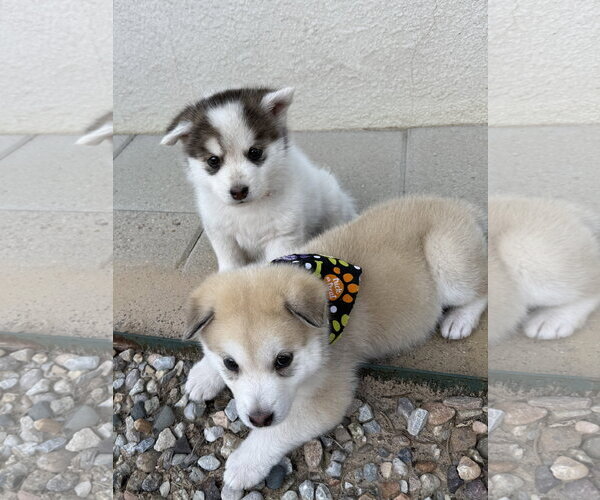 Medium Photo #5 Siberian Husky Puppy For Sale in Cedar Crest, NM, USA