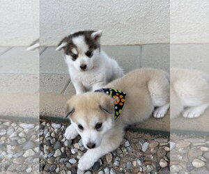 White puppy - Cassidy - Male Siberian Husky Dog for Adoption - Photo #5
