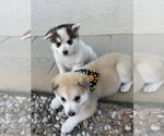 Small Photo #5 Siberian Husky Puppy For Sale in Cedar Crest, NM, USA
